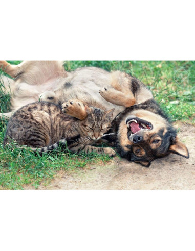 Suplemento Articular para Perros y Gatos - Happy Pet Vitamins - 60 Tabletas