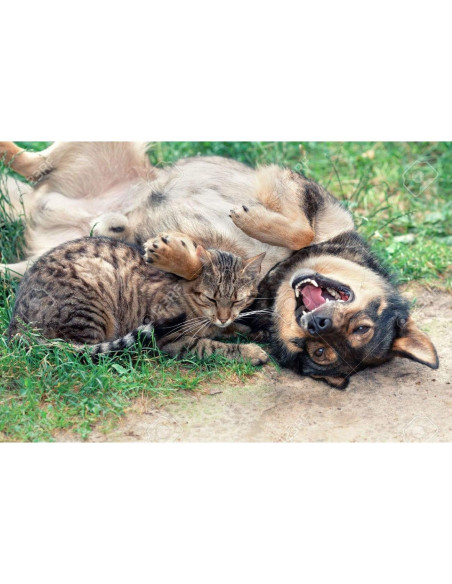 Suplemento Articular para Perros y Gatos - Happy Pet Vitamins - 60 Tabletas