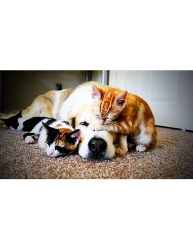 Suplemento Articular para Perros y Gatos - Happy Pet Vitamins - 60 Tabletas