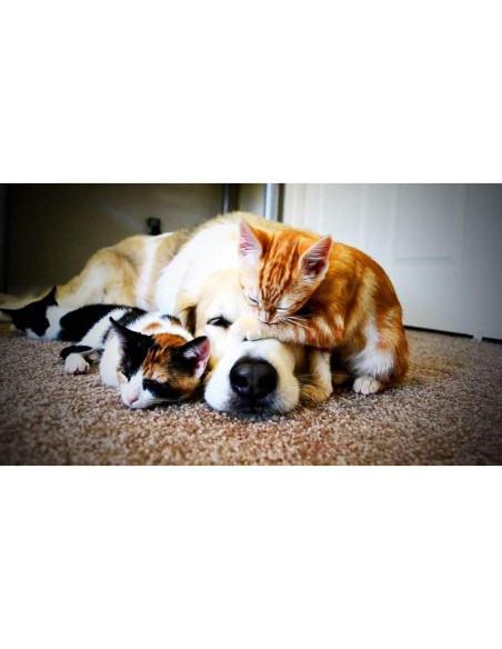 Suplemento Articular para Perros y Gatos - Happy Pet Vitamins - 60 Tabletas