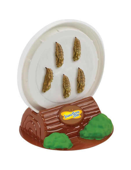 Jardín de Mariposas Insect Lore con 5 Orugas Vivas y Diario STEM