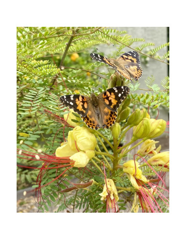 Jardín de Mariposas Insect Lore con 5 Orugas Vivas y Diario STEM