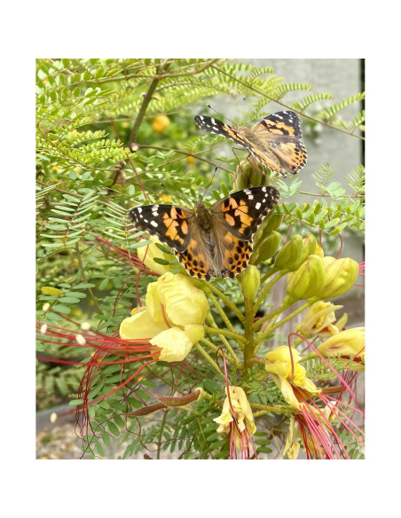 Jardín de Mariposas Insect Lore con 5 Orugas Vivas y Diario STEM