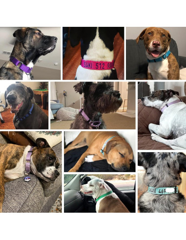 Collar Martingale para Perros Blueberry Pet Pequeño Azul