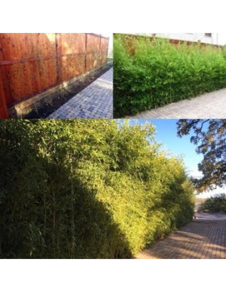 Fertilizante de Biochar Lewis Bamboo 18-5-12 4.54 kg