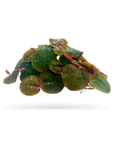 30 Hojas Flotantes Raíces Rojas Aquarigram + Planta Bonificada