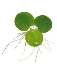 12 Plantas Frogbit Amazónico G&Z - Acuáticas Flotantes Vivas