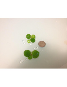 12 Plantas Frogbit Amazónico G&Z - Acuáticas Flotantes Vivas 2