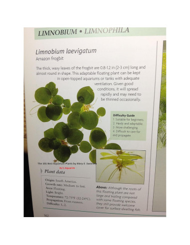 12 Plantas Frogbit Amazónico G&Z - Acuáticas Flotantes Vivas