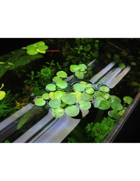 12 Plantas Frogbit Amazónico G&Z - Acuáticas Flotantes Vivas
