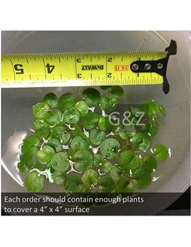 12 Plantas Frogbit Amazónico G&Z - Acuáticas Flotantes Vivas