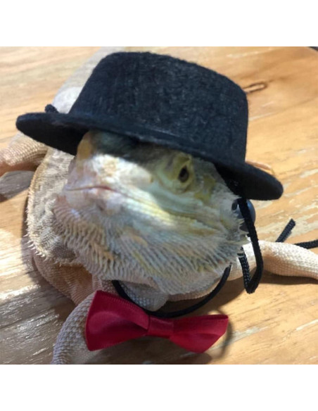 Arnés Ajustable para Lagarto Dragón Barbudo DONGKER - 3 Tamaños