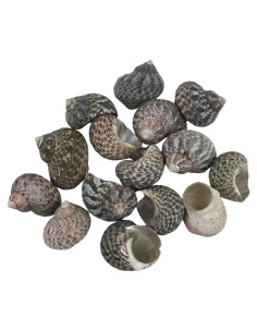 Conchas de Mar MMvolesy Verde 15 Piezas 2.5-3.8 cm