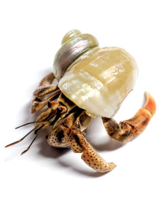 Cangrejo Ermitaño Vivo Nature Gift Store + Concha Extra