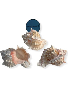 Concha de Cangrejo Ermitaño Pink Murex 2 Pcs 4" - 4.5" NessaStores 2