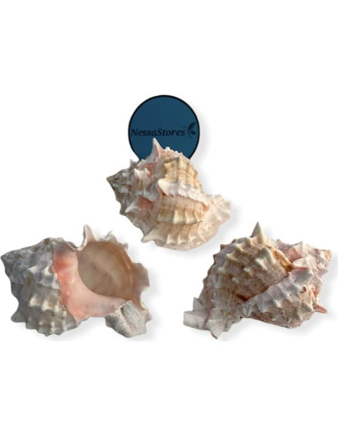 Concha de Cangrejo Ermitaño Pink Murex 2 Pcs 4" - 4.5" NessaStores