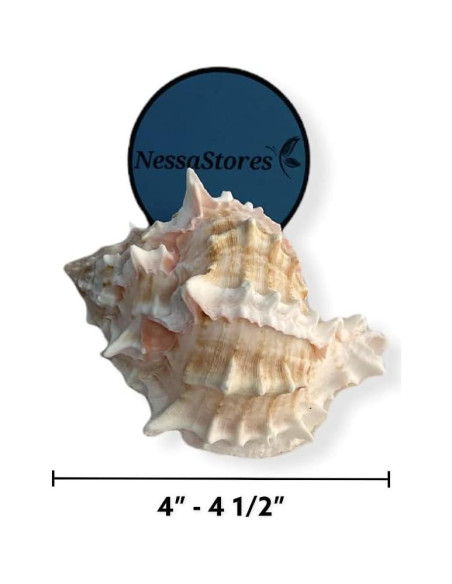 Concha de Cangrejo Ermitaño Pink Murex 2 Pcs 4" - 4.5" NessaStores