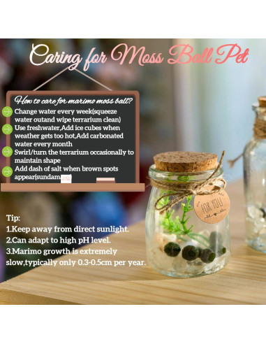 Kit de Terrario de Bolas de Musgo Golyuk - 5 Pcs, Cristal Blanco