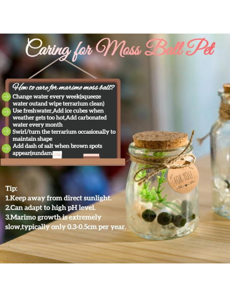 Kit de Terrario de Bolas de Musgo Golyuk - 5 Pcs, Cristal Blanco