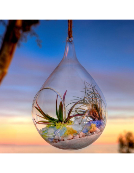 Kit de Terrario de Playa DIY SuperMoss 90420 - 227 g