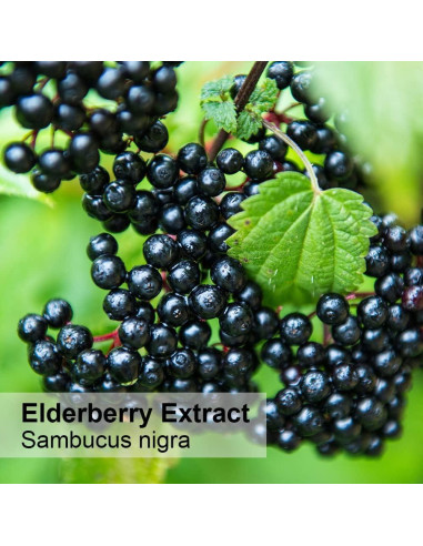 Extracto de Saúco Orgánico Dr Joe Lab 113.4 ml - Hidratante Piel y Cabello