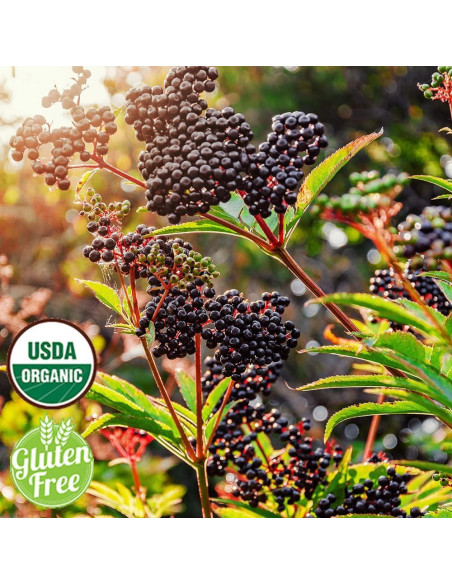 Extracto de Saúco Orgánico Dr Joe Lab 113.4 ml - Hidratante Piel y Cabello