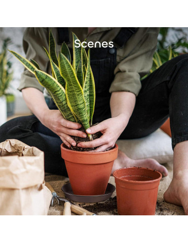 Bandejas de Goteo para Plantas GROWNEER 8" 6 Piezas Marrón