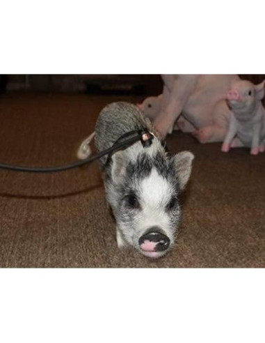 Arnés Ajustable 3.66m Piggy Poo para Mini Cerdo y Mascotas
