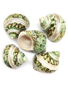 Turbo Verde Perla PEPPERLONELY 5PC con Conchas de Cangrejo 5 cm
