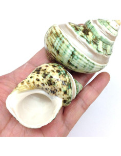 Turbo Verde Perla PEPPERLONELY 5PC con Conchas de Cangrejo 5 cm 2