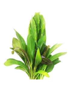 Paquete 3 Plantas Acuáticas Greenpro Echinodorus 10 Tallos