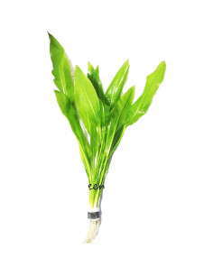Paquete 3 Plantas Acuáticas Greenpro Echinodorus 10 Tallos 2