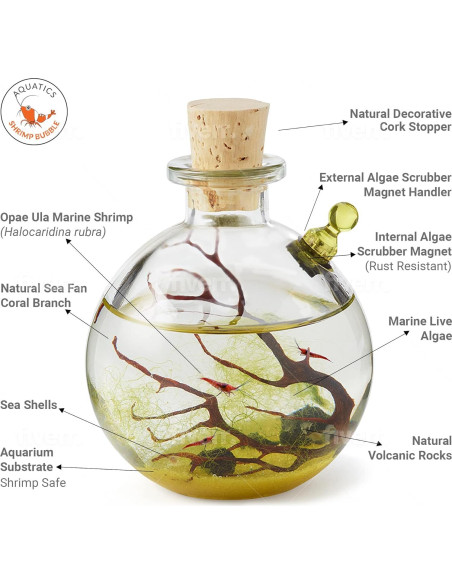 Ecosistema Acuático Autosostenible Rainforest 8.89cm