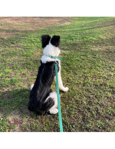 Conjunto Collar y Correa para Perros ZALER, Ajustable e Impermeable