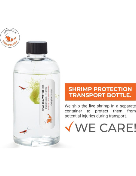 Ecosistema Acuático Autosostenible Rainforest 8.89cm