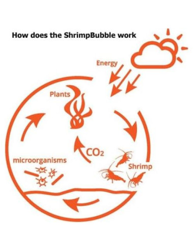 Ecosistema Acuático Autosostenible Rainforest 8.89cm