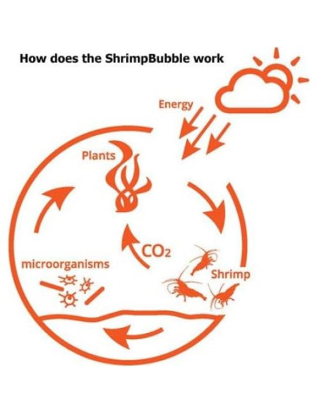 Ecosistema Acuático Autosostenible Rainforest 8.89cm