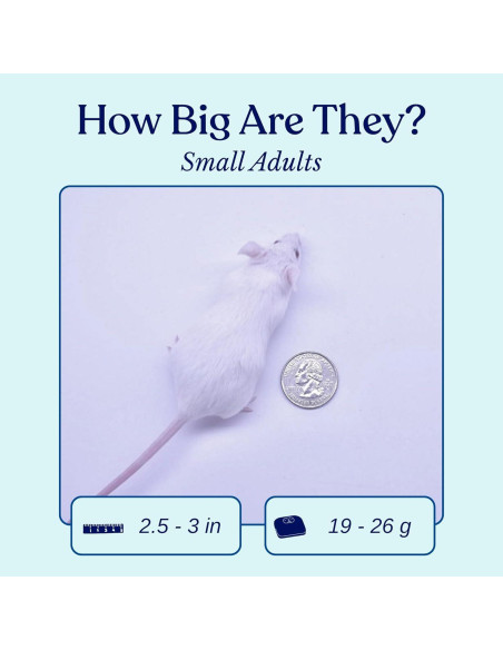 75 Ratones Congelados Pequeños Adultos MiceDirect 19g para Serpientes