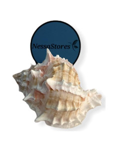 Concha de Cangrejo Ermitaño Pink Murex 10-11 cm NessaStores