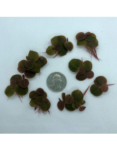 30 Hojas Flotantes Raíz Roja Aquarigram + Planta Bonificada 2