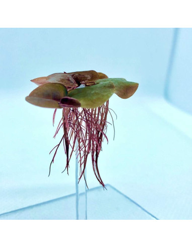 30 Hojas Flotantes Raíz Roja Aquarigram + Planta Bonificada