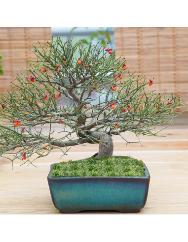 Grupo de Césped Artificial Vaguelly 50 Piezas Resina Verde