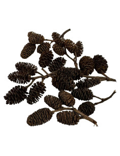 Conos de Aliso 25 unidades Acuáticos Asombrosos 1-2.5 cm