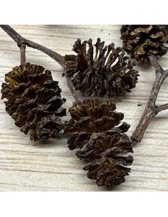 Conos de Aliso 25 unidades Acuáticos Asombrosos 1-2.5 cm 2