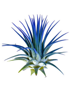 Planta de Aire Tillandsia Ionantha Guatemala Azul - 1 Unidad