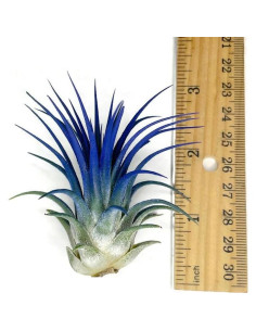 Planta de Aire Tillandsia Ionantha Guatemala Azul - 1 Unidad 2