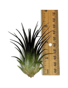 Planta de Aire Ionantha Guatemala Genérico 5-7.5 cm Negra 2