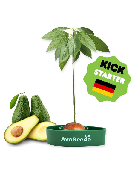 Kit de Cultivo de Aguacate AvoSeedo - Maceta Autorriego Verde