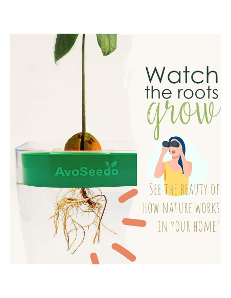 Kit de Cultivo de Aguacate AvoSeedo - Maceta Autorriego Verde