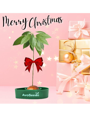 Kit de Cultivo de Aguacate AvoSeedo - Maceta Autorriego Verde